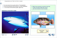 Adaptations of fish to life in water