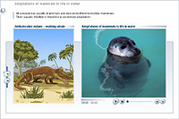 Adaptations of mammals to life in water