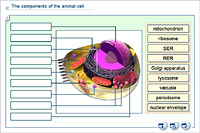 The components of the animal cell