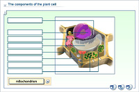 The components of the plant cell