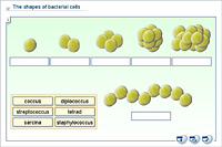 The shapes of bacterial cells