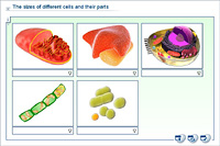 The sizes of different cells and their parts
