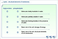 Lipids – structural elements of membranes