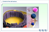 Content of the cell nucleus