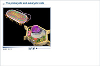 The prokaryotic and eukaryotic cells