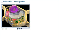 Mitochondrion – the energy centre