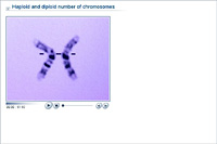 Haploid and diploid number of chromosomes