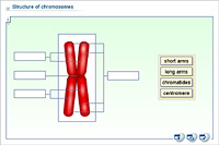 Structure of chromosomes
