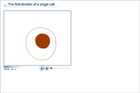 The first division of a single cell