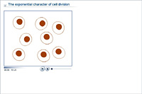 The exponential character of cell division