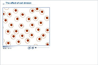 The effect of cell division