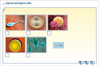 Haploid and diploid cells