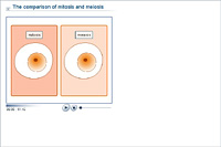 The comparison of mitosis and meiosis