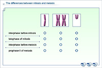 The differences between mitosis and meiosis