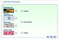 Other forms of cell division