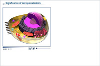 Significance of cell specialization