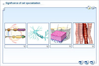 Significance of cell specialization