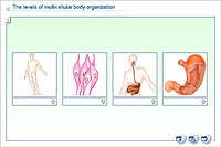 The levels of multi-cellular body organization