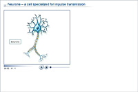 Neurone – a cell specialized for impulse transmission