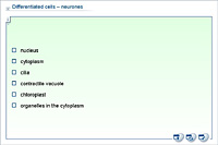Differentiated cells – neurones