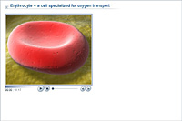 Erythrocyte – a cell specialized for oxygen transport