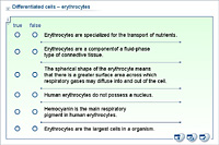 Differentiated cells – erythrocytes