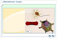 Differentiated cells – the game