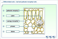Differentiated cells – leaf and palisade mesophyll cells