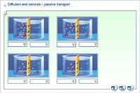 Diffusion and osmosis – passive transport