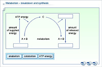 Metabolism – breakdown and synthesis