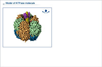 Model of ATPase molecule