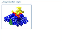 Enzyme-substrate complex