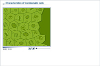 Characteristics of meristematic cells