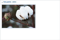 Hairy plants - cotton