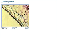 Parenchyma cells
