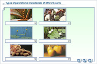 Types of parenchyma characteristic of different plants