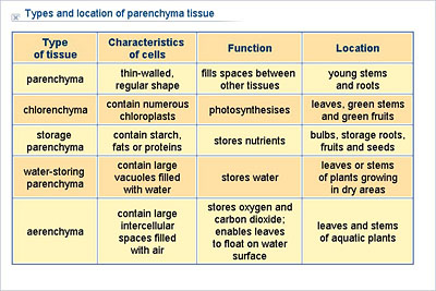 Types Of Tissue Chart