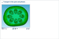 Transport in the xylem and phloem