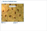 Structure of epithelial tissue