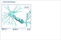 Neurone structure