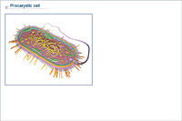 Procaryotic cell