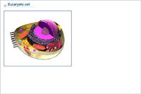 Eucaryotic cell