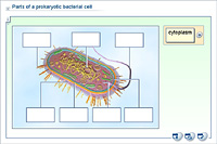 Parts of a prokaryotic bacterial cell