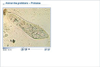 Animal-like protistans – Protozoa