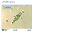 Plant-like protists