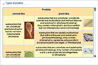 Types of protista