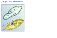 Euglena viridis and Paramecium