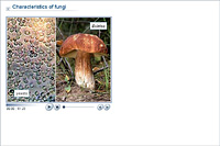 Characteristics of fungi