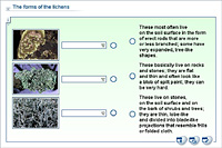 The forms of the lichens