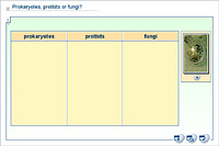 Prokaryotes; protists or fungi?